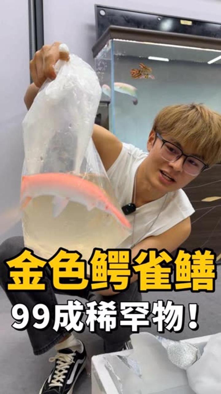 河中巨怪金色鳄雀鳝有几个见过