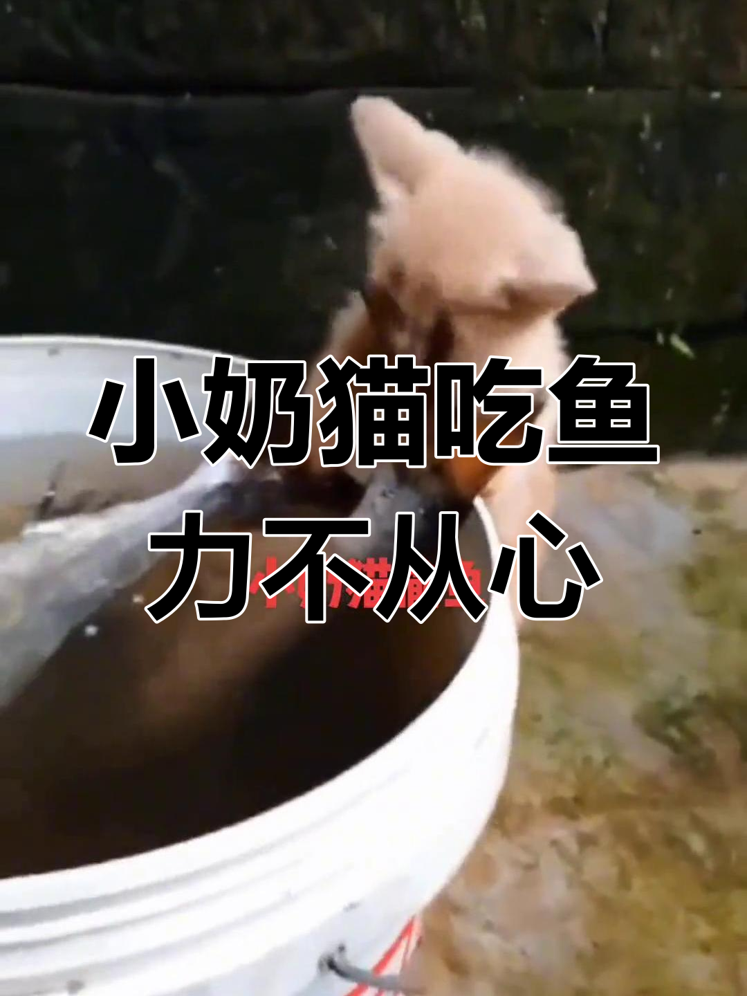 小奶猫吃鱼太费劲,力气不足搞笑瞬间