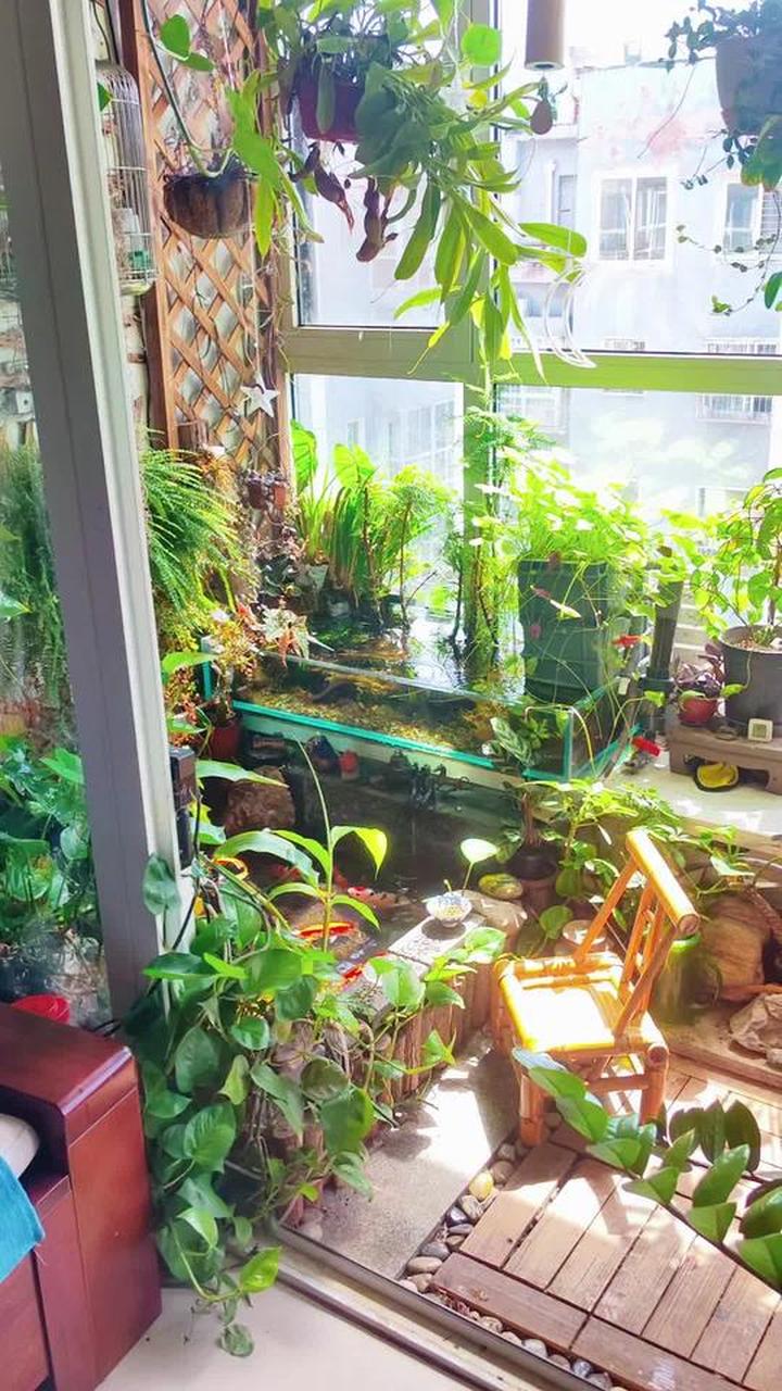 时间过得真快,阳台的小鱼池已经陪我三年了