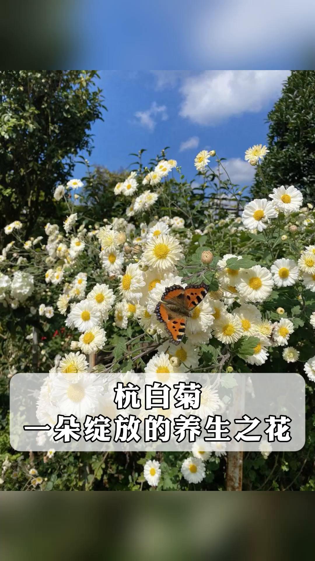 杭白菊,一朵绽放的养生之花