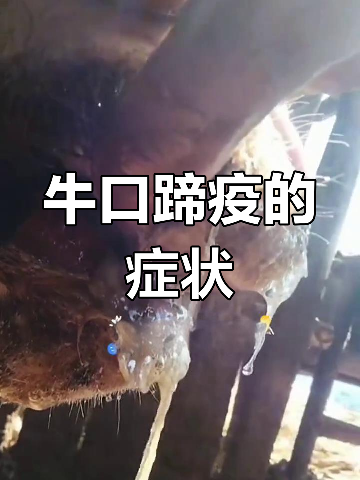 口蹄疫症状图片