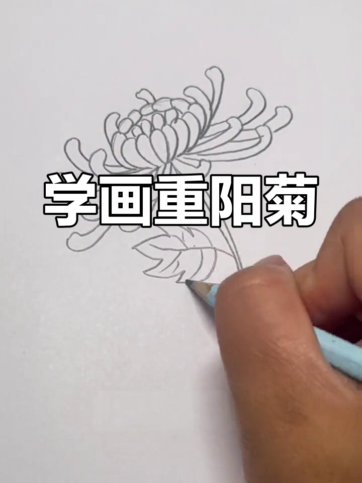 重阳节来临,一起学画美丽菊花,简单又有趣