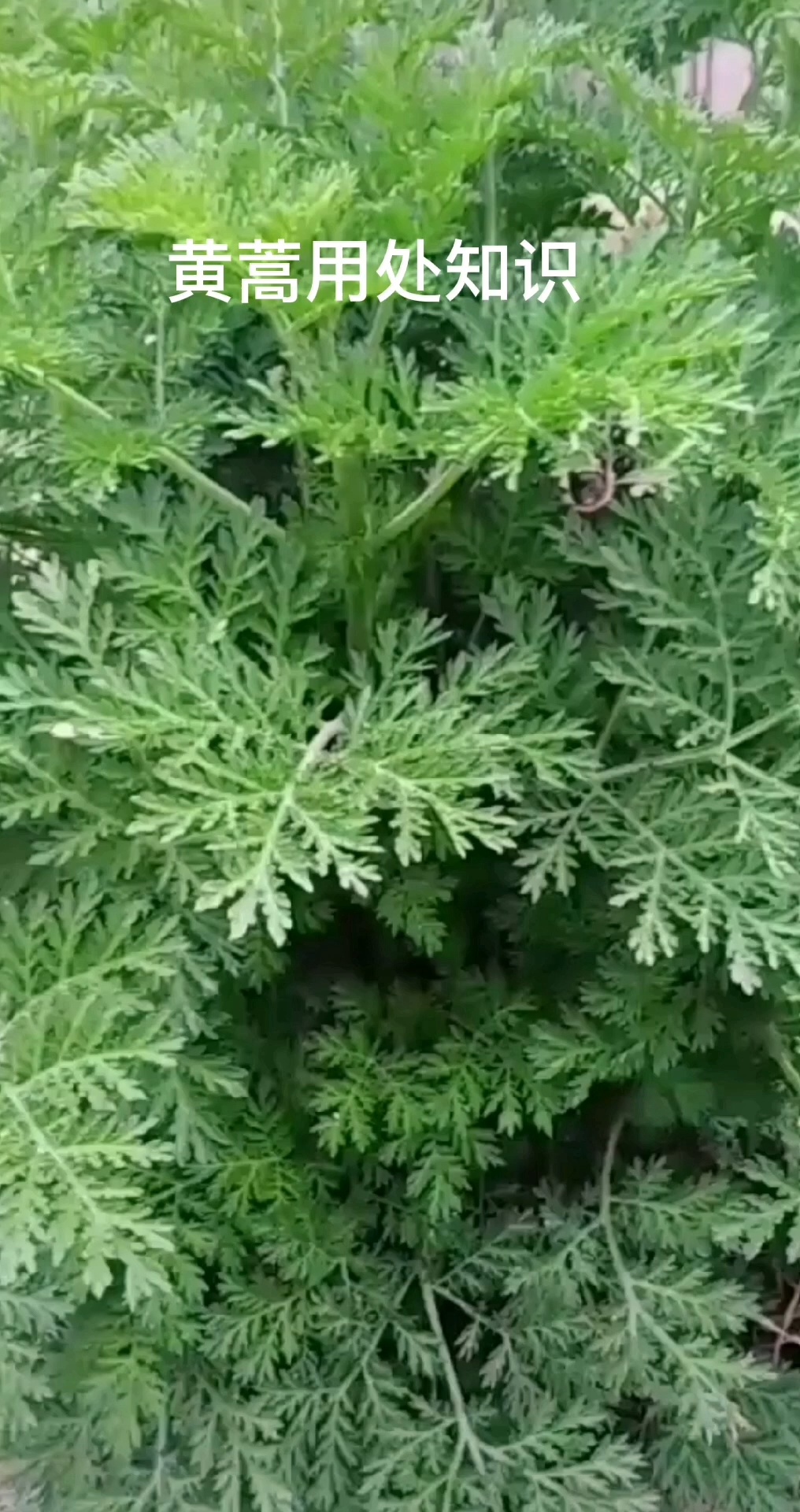 黄蒿作用的知识分享