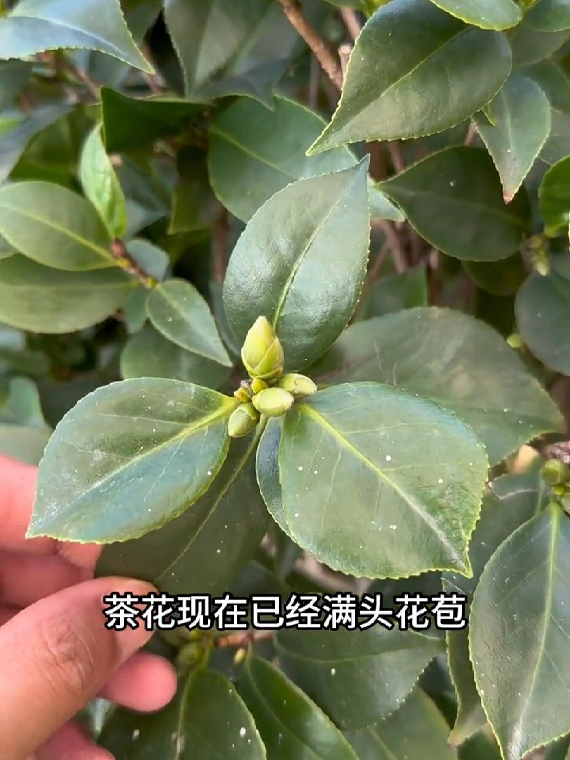 茶花花苞打不开掉花苞做好这一步