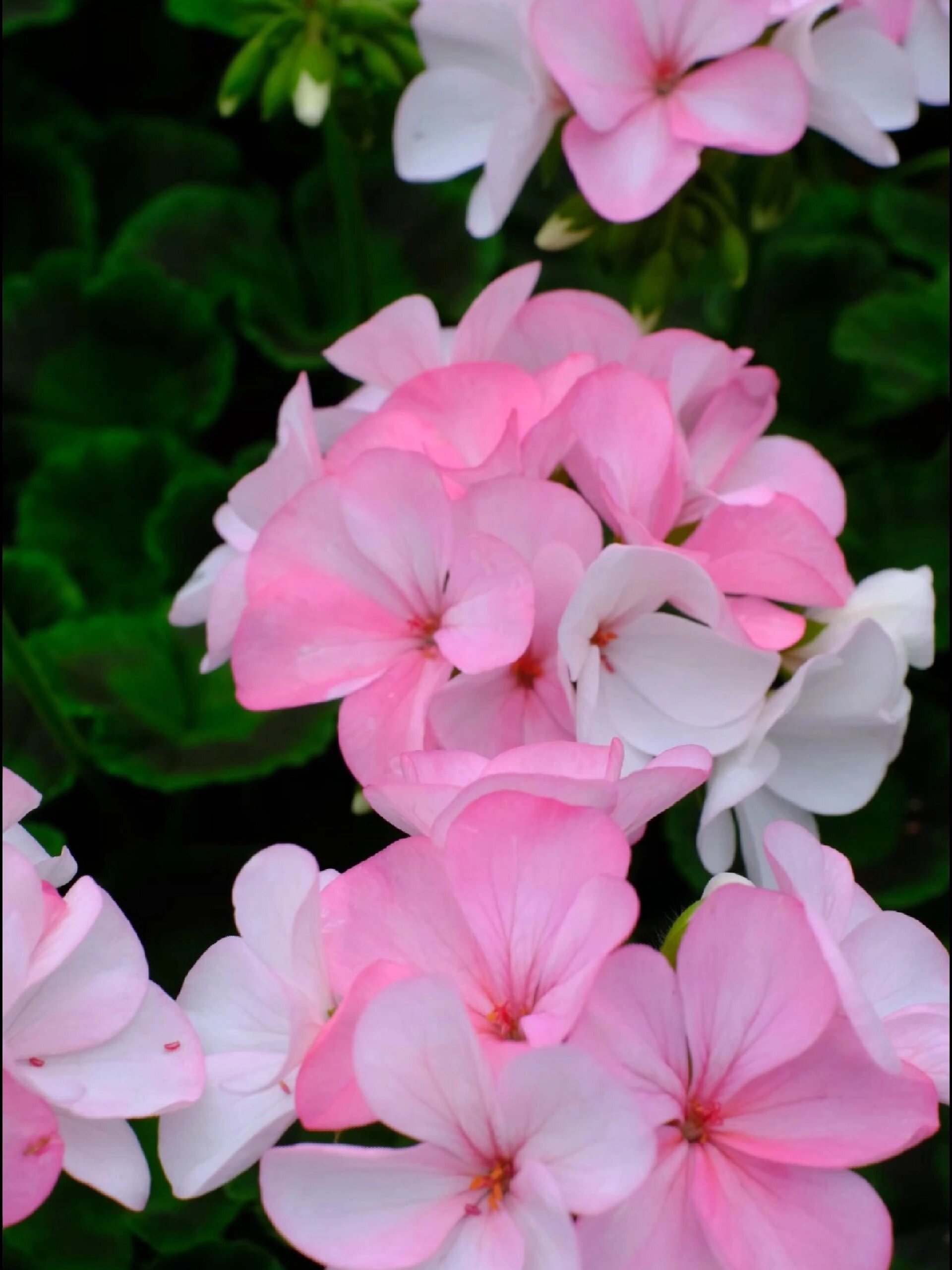 天竺葵白至玫红