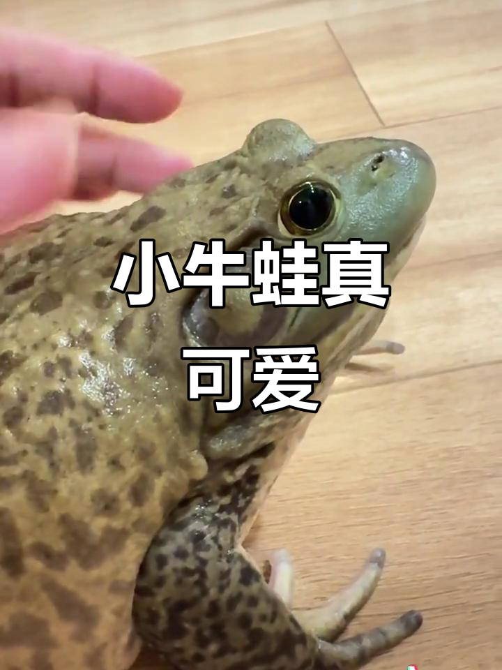 牛蛙吃饭变帅,憨态可掬萌宠来袭