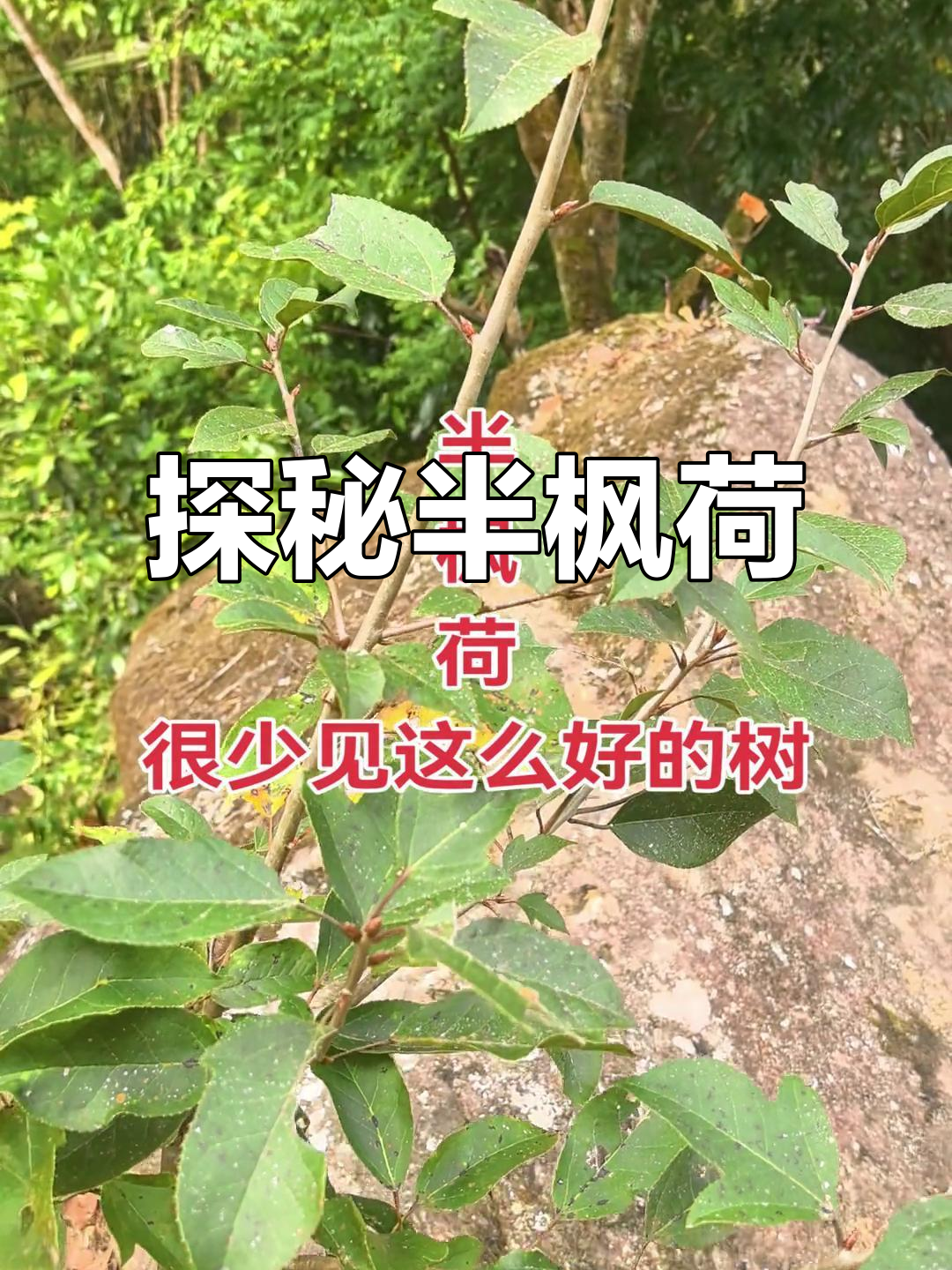 半枫荷:农村的植物宝藏,了解它的神奇与美丽