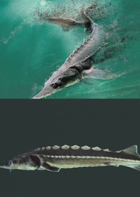 7月21日,白鲟最终被正式宣布灭绝