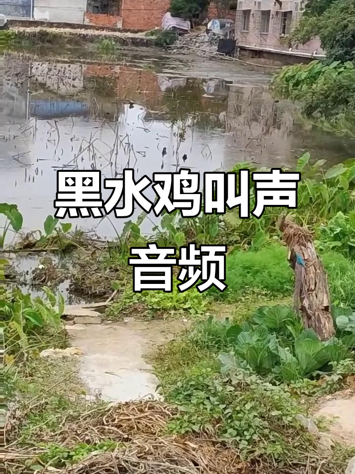 黑水鸡叫声大揭秘,独特音频卡带体验