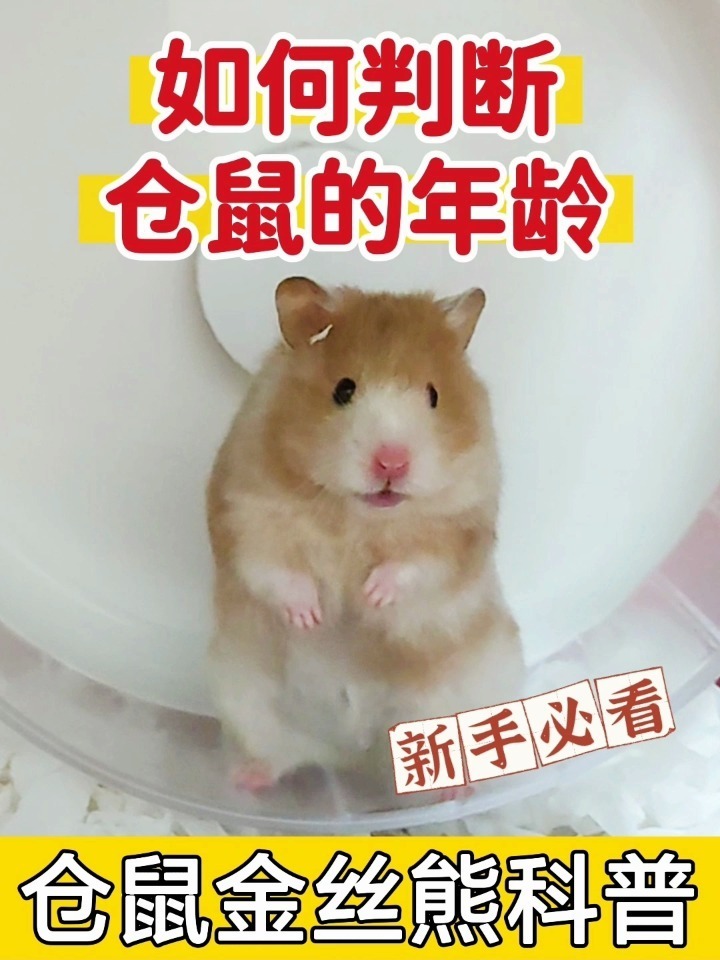 如何判断仓鼠的年龄?3招教会你!建议收藏