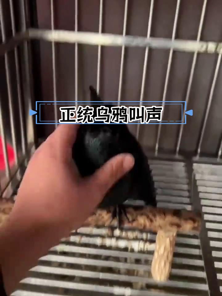 小乌鸦叫声图片