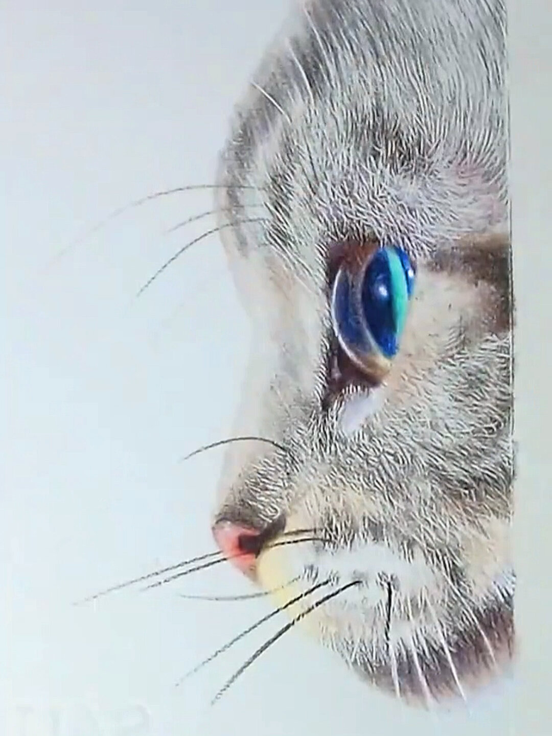 彩铅画|猫咪教程