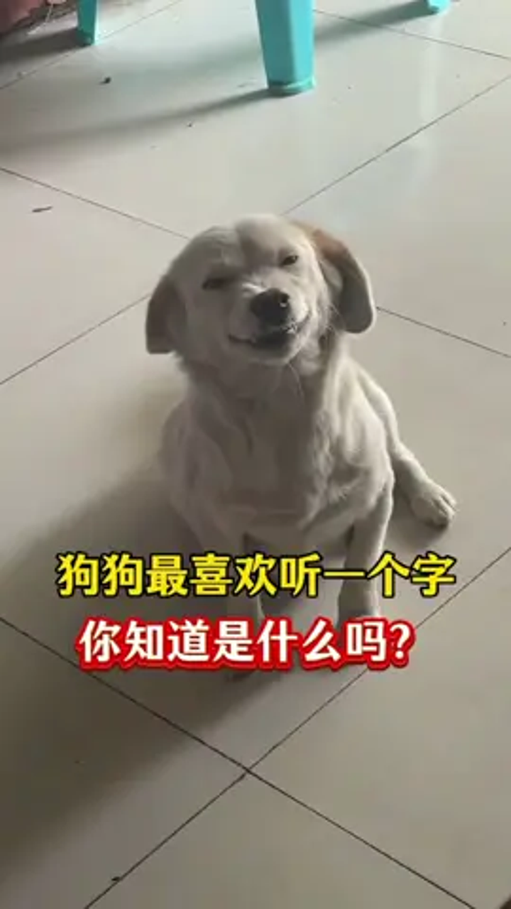 狗吃心的带字图片图片