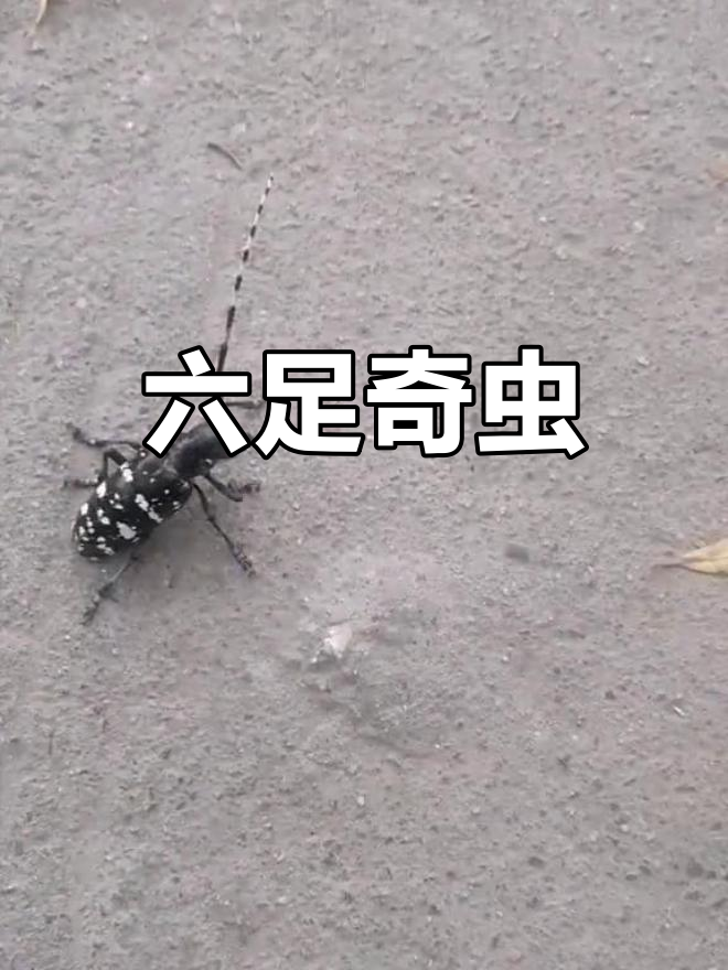 硬壳昆虫,六腿长角,树上生活,地上行走非常规