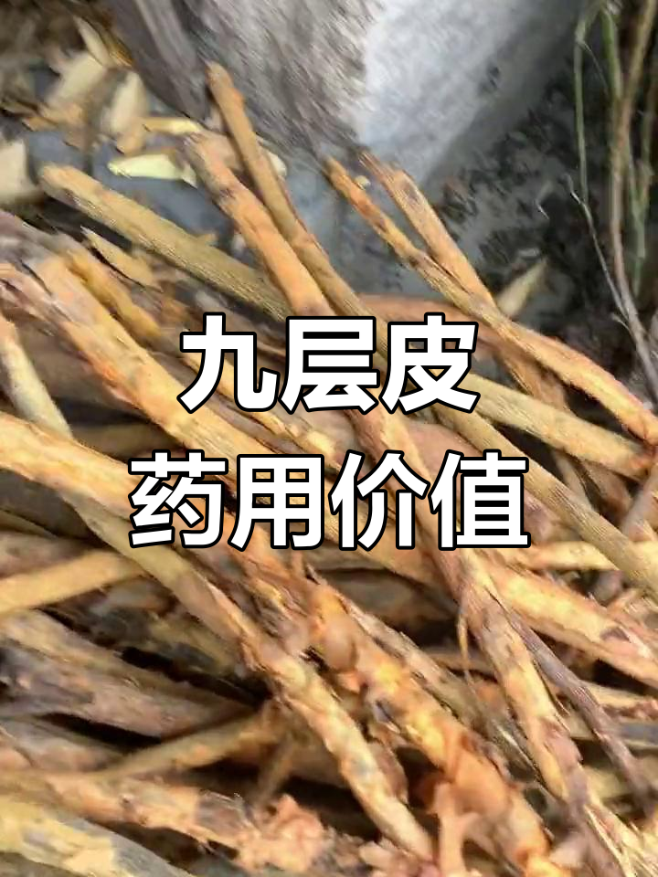 上犹九层皮图片