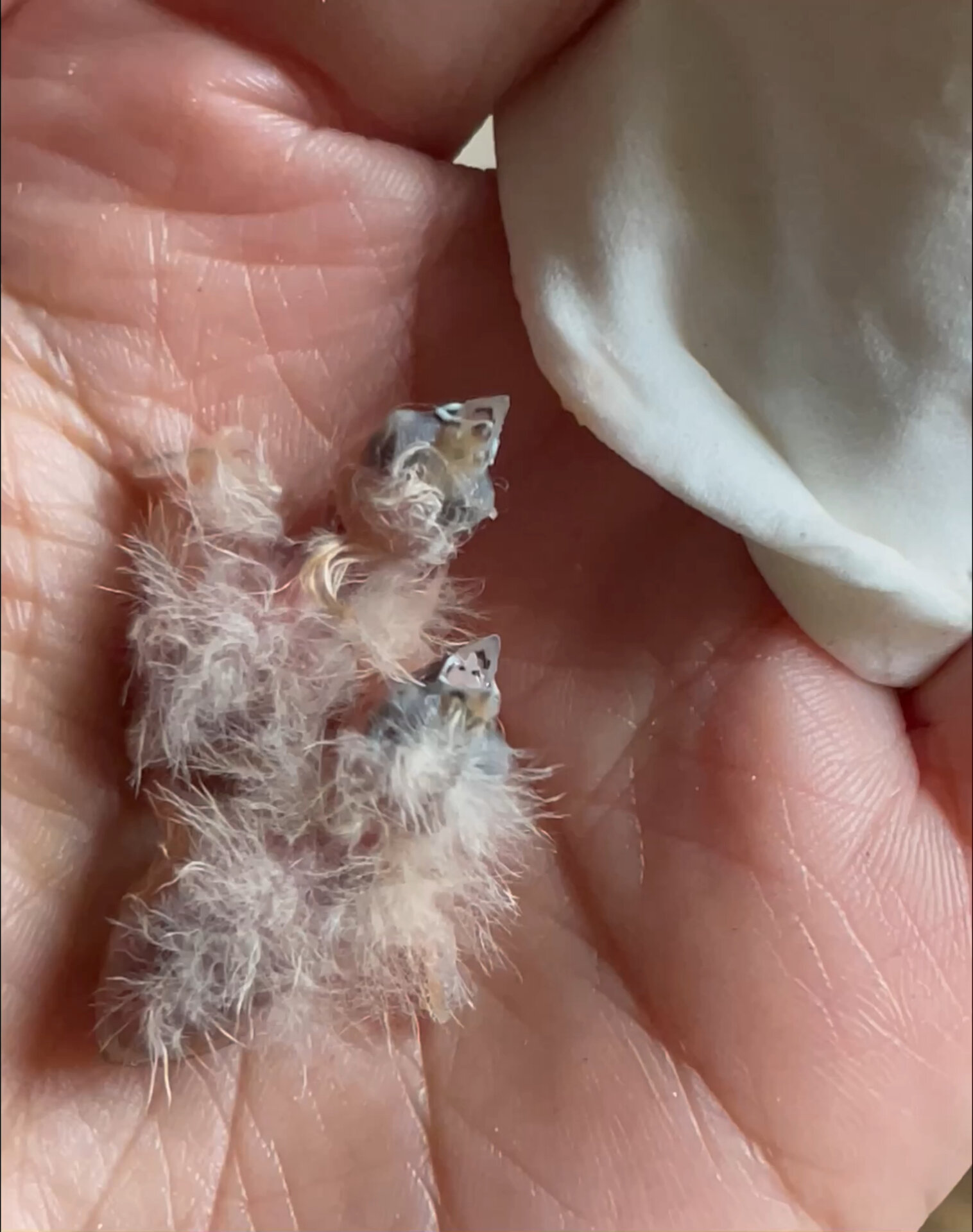 珍珠鸟刚出生一两天的幼崽宝宝