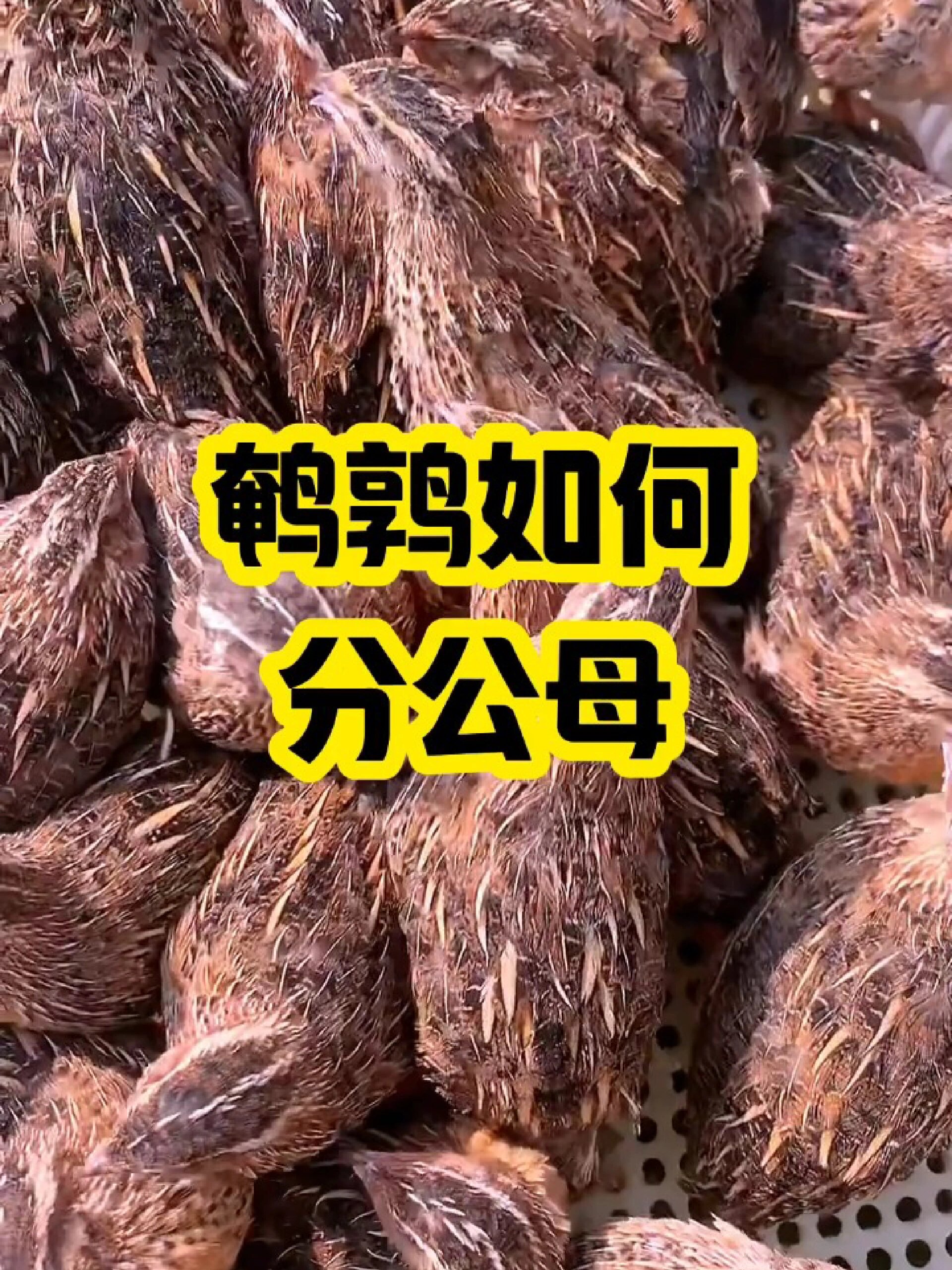 鹌鹑如何分公母