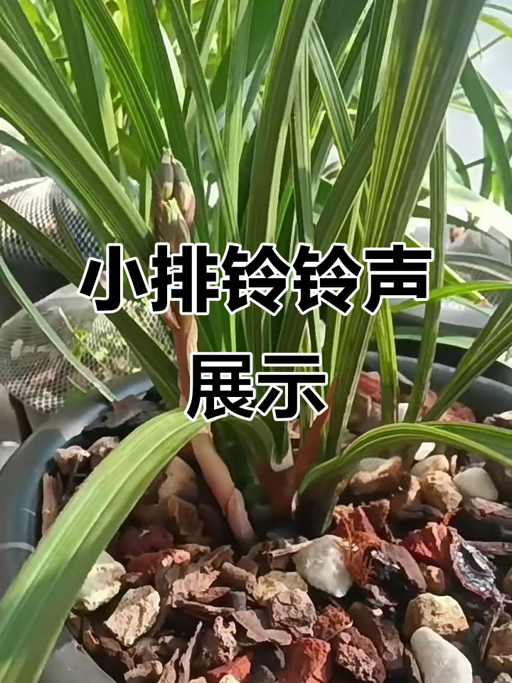 蕙兰郑孝荷精彩演绎,小排铃铃声大放异彩