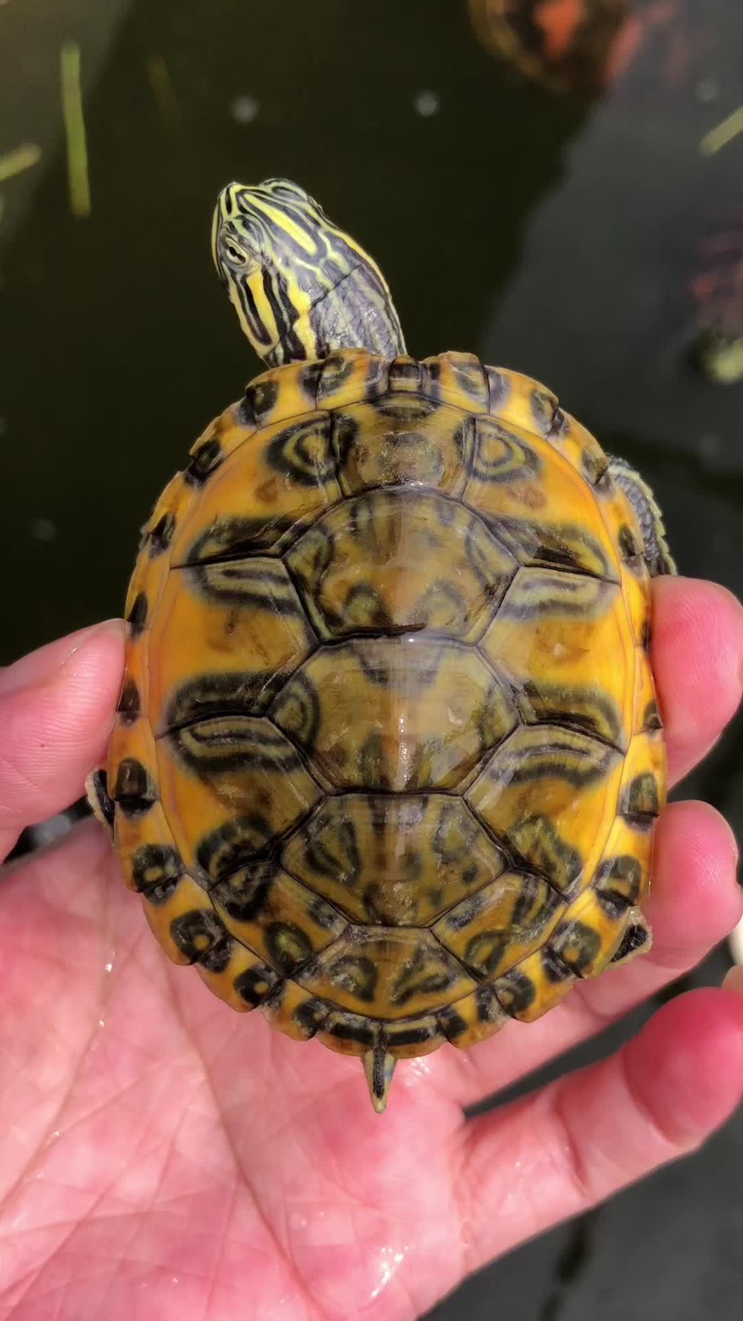 这翅膀应该能飞一会 极品火焰龟 金边大翅膀火焰龟 翅膀火焰龟