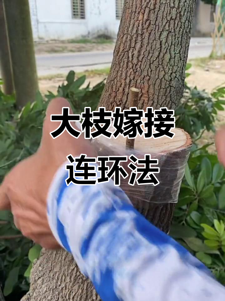 龙眼树大枝嫁接技巧,轻松提升产量