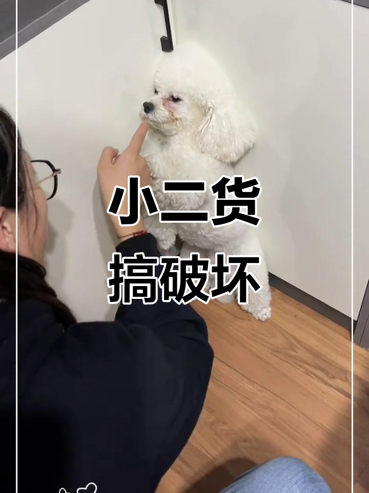 这小家伙闯祸了,表情超搞笑!