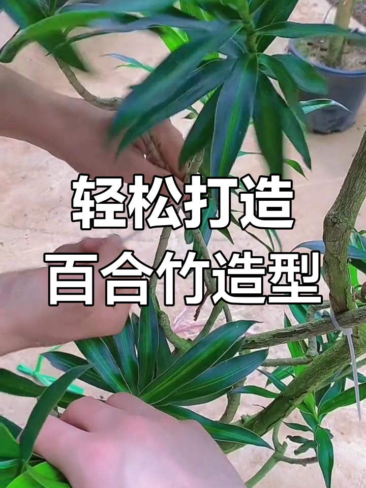 百合竹修剪技巧大揭秘