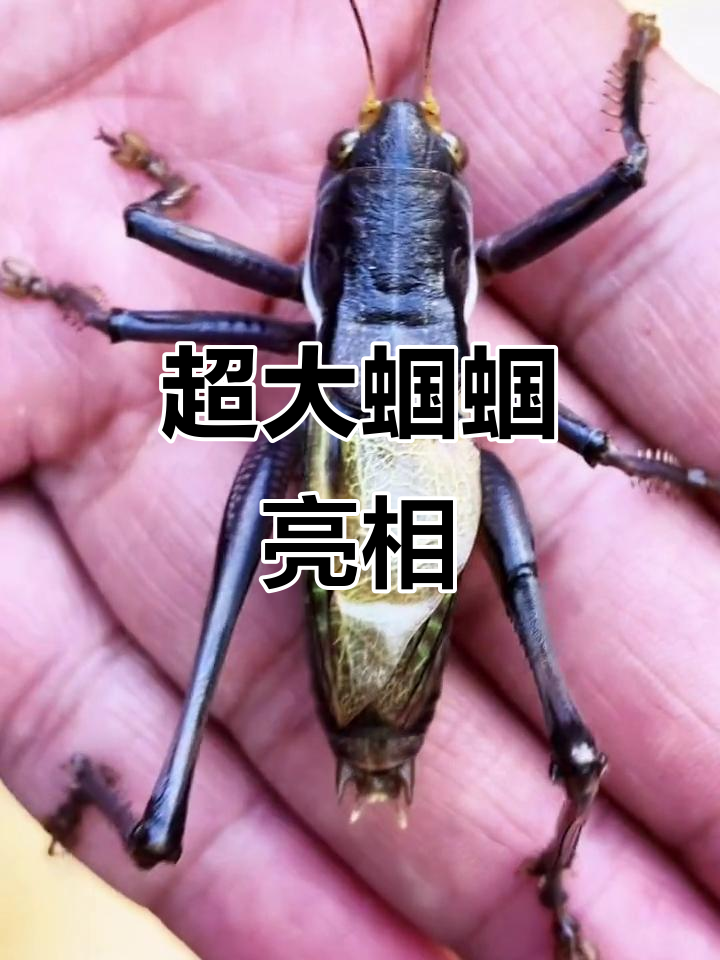 超大镜面蝈蝈,膀大翅宽,精致如艺术品!