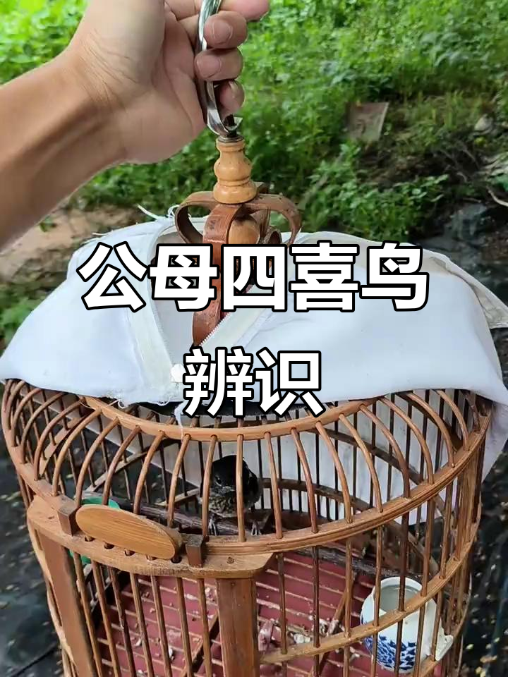 四喜鸟公母辨别,背部v字金属边已明显