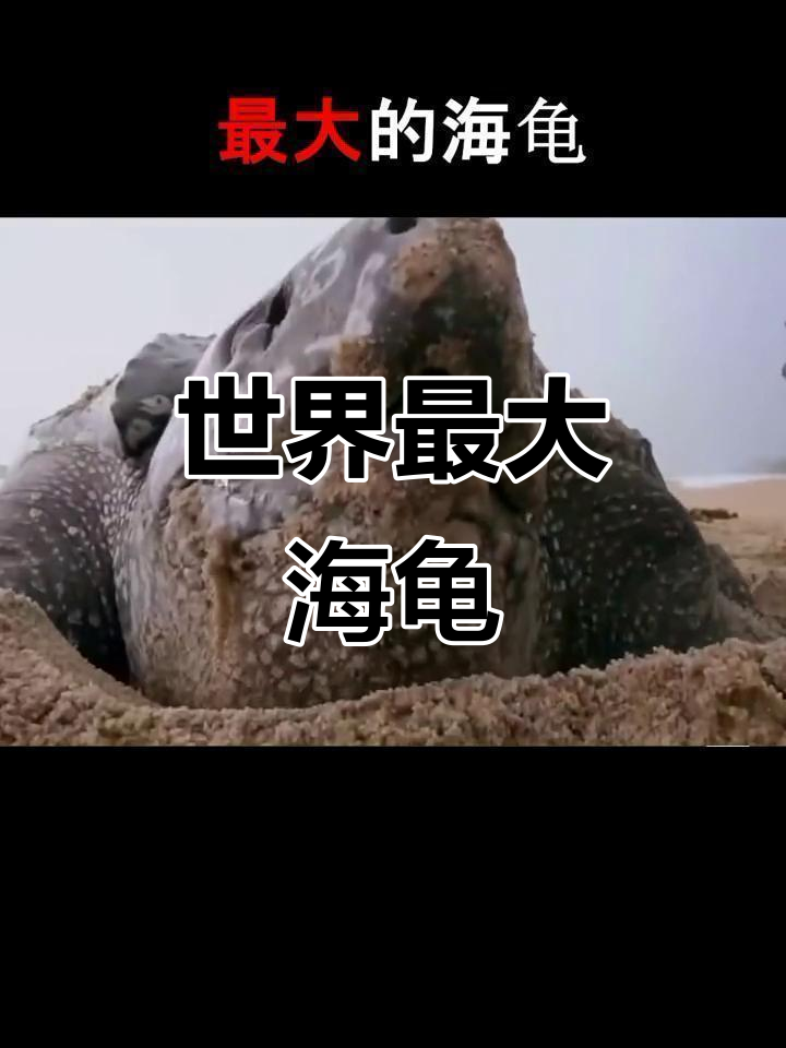 揭秘世界上最大的海龟,棱皮龟重达一吨!