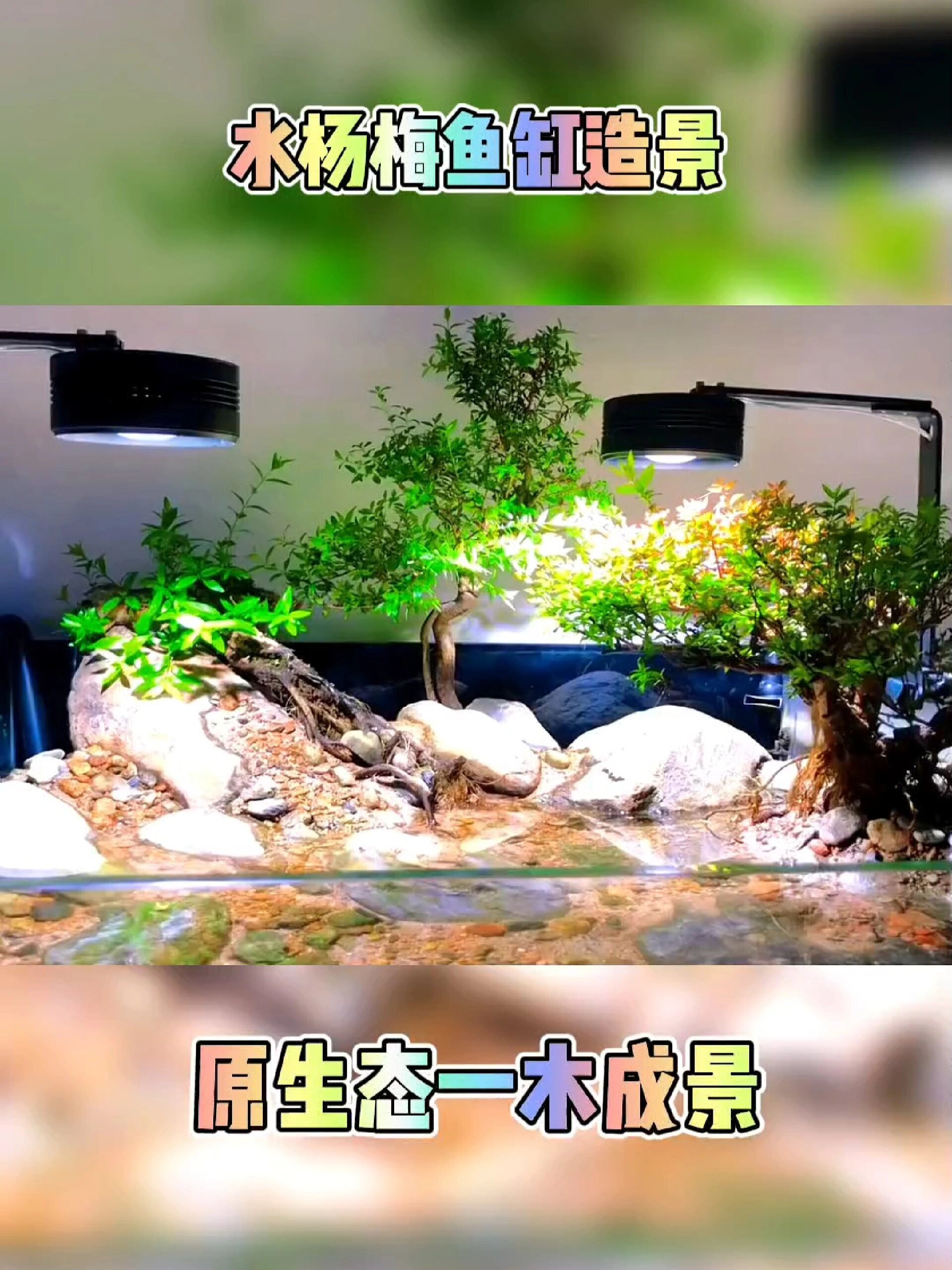 水杨梅鱼缸造景,原生态绿植树