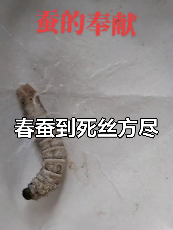 蚕吐丝被打断图片