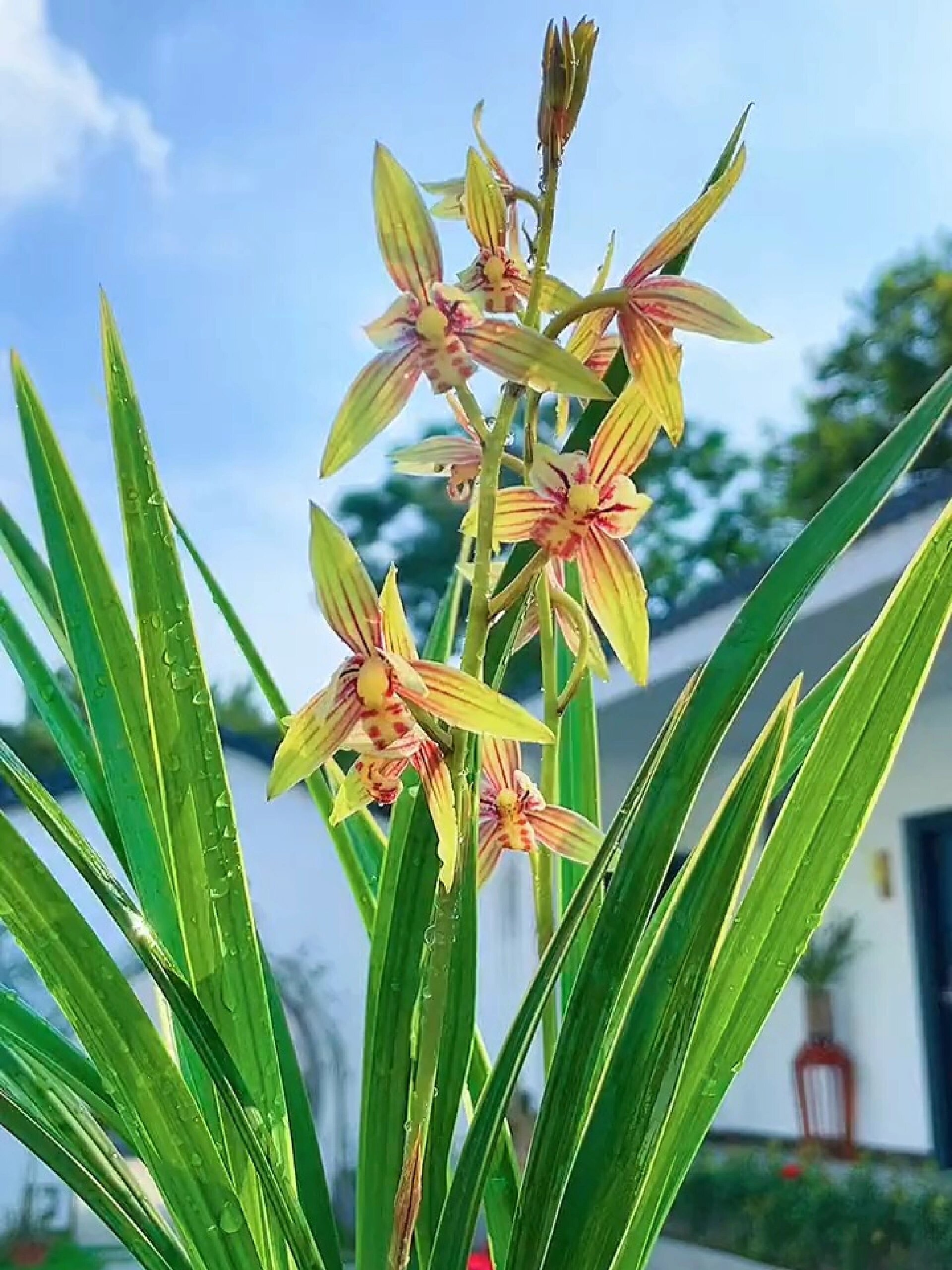 花艺双全的渐变色花——兰花(黄金彩虹)