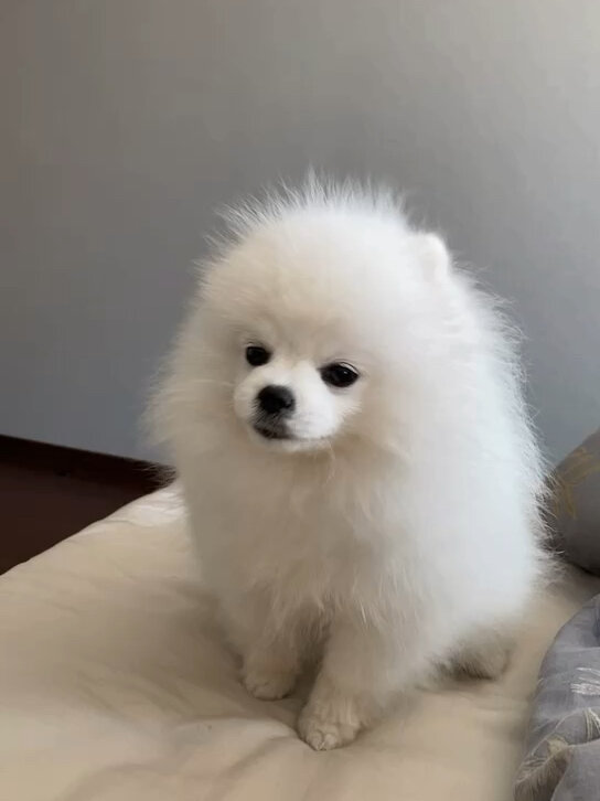 幼犬博美六个月呼吸急促