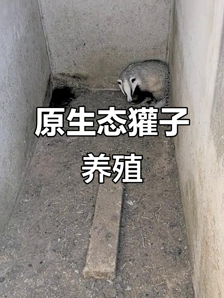 獾子养殖的纯生态之路,带你走进大自然的怀抱