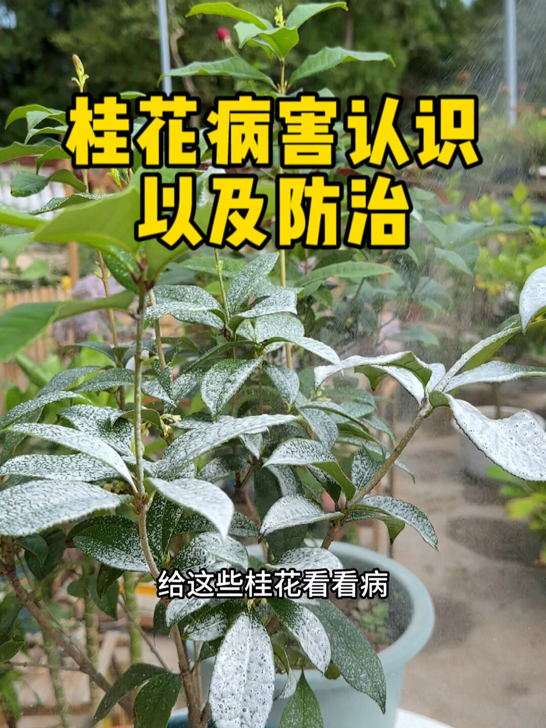 认识桂花真菌病害以及应该如何防治