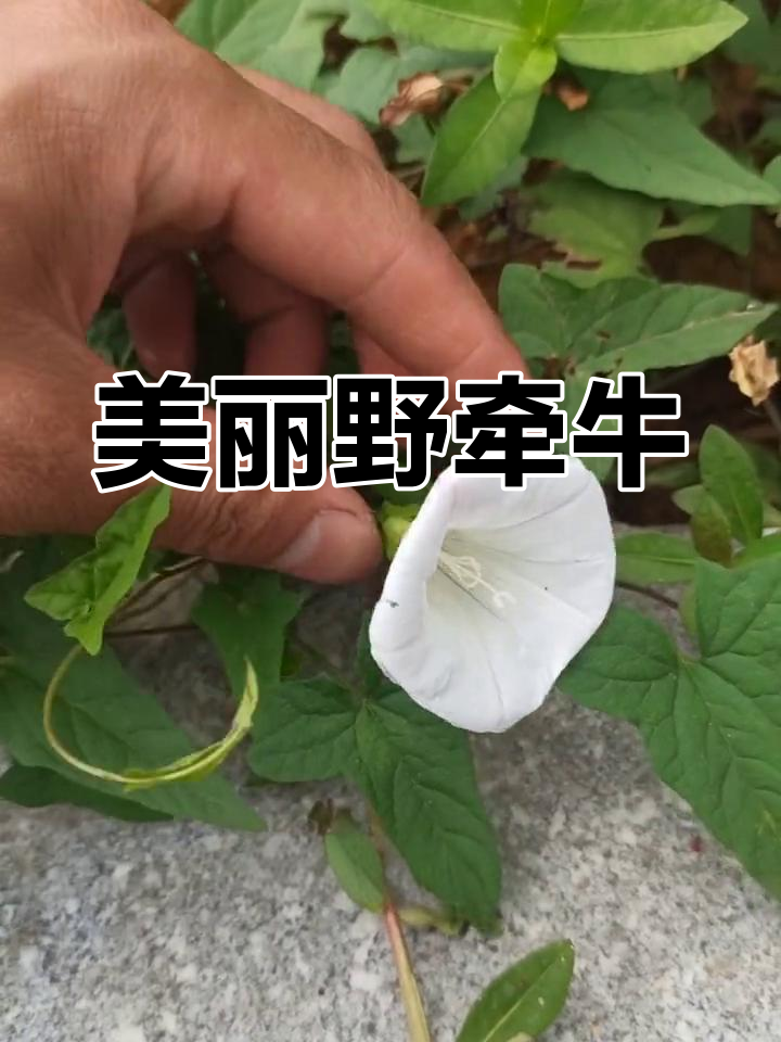 野牵牛朗读图片