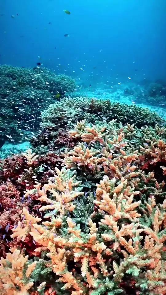 美妙的珊瑚礁海洋,五彩缤纷!