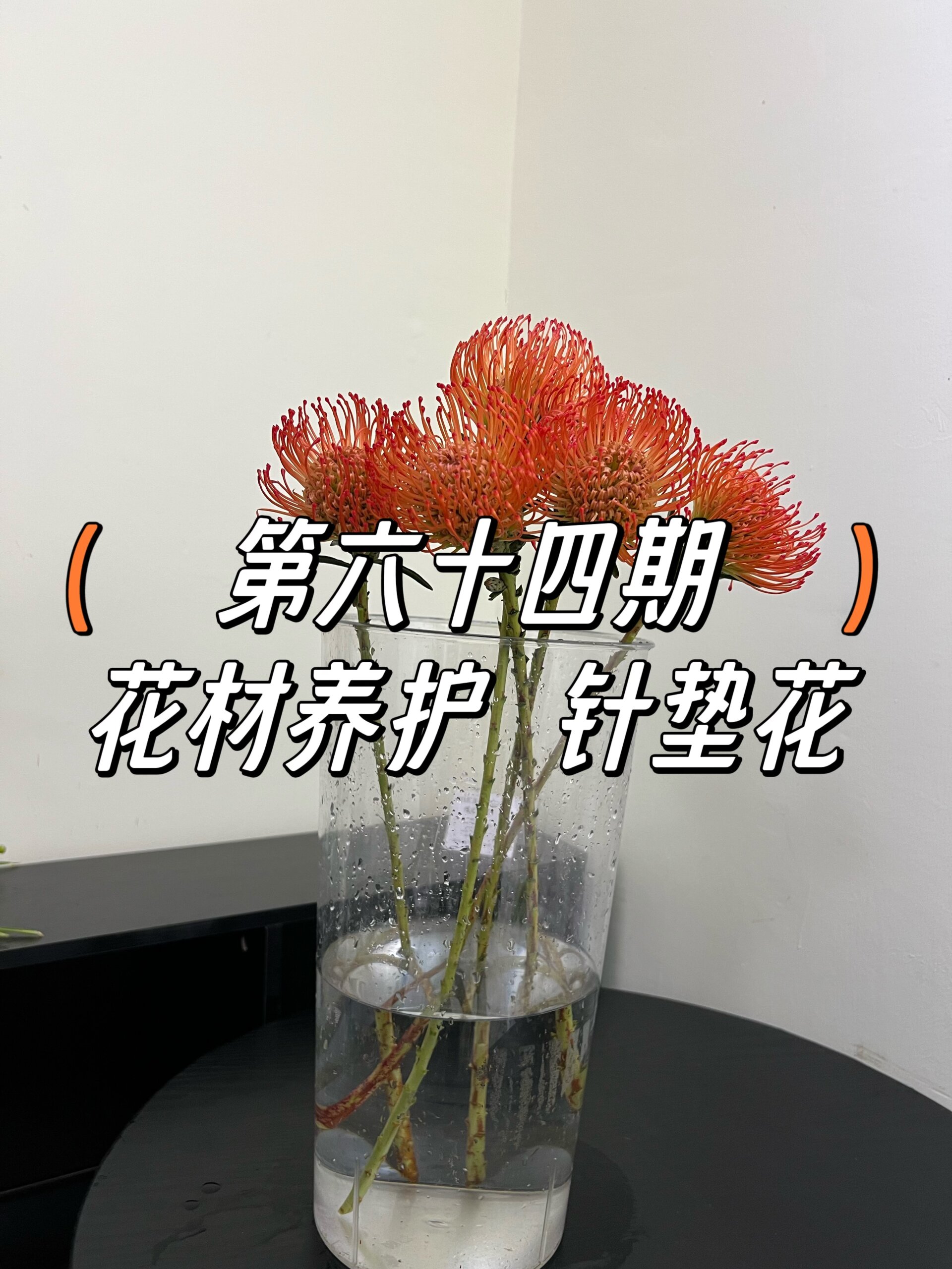 花艺教程第六十四期|花材养护—针垫花