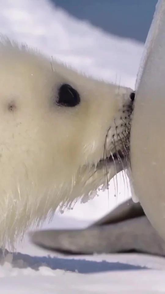 北极最萌的萌物:竖琴海豹宝宝