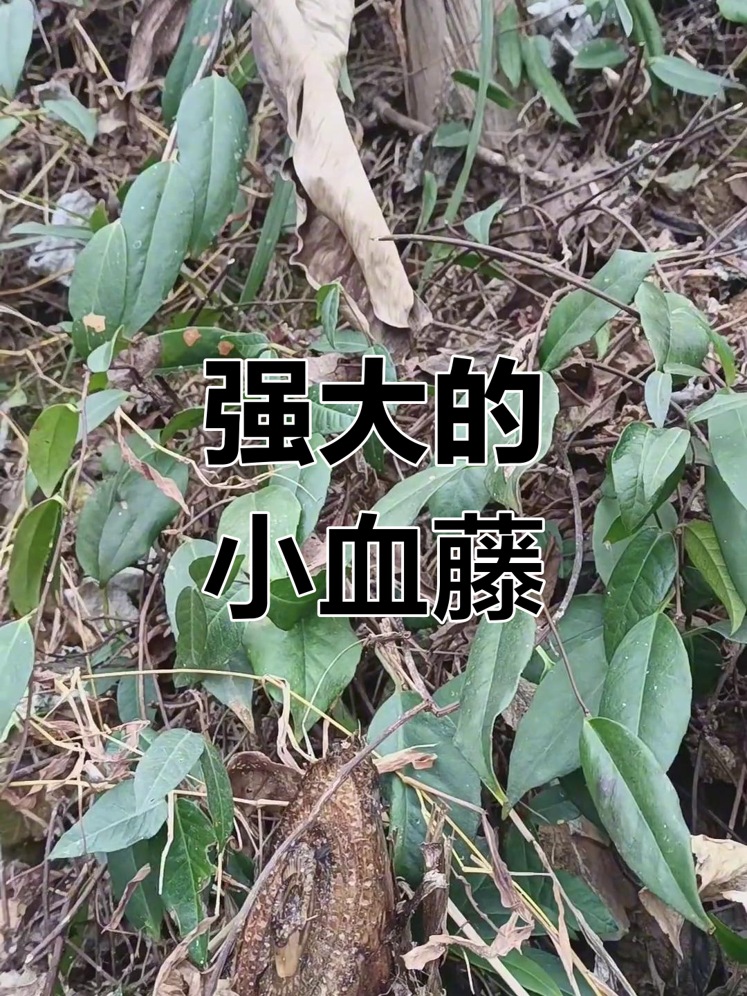 小血藤虽小,作用却大!民间秘方不容忽视