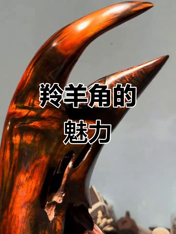 羚羊角如云朵般美丽,玄关装饰尽显自然与霸气