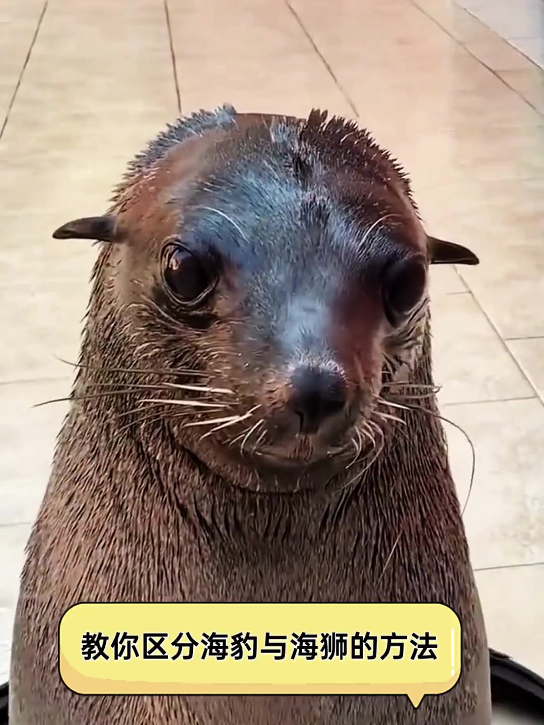 教你区分海豹与海狮的方法