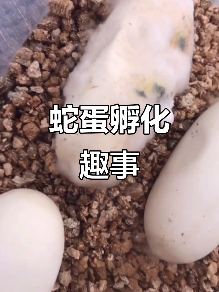 蛇蛋孵化的奇妙过程,急坏了直播观众