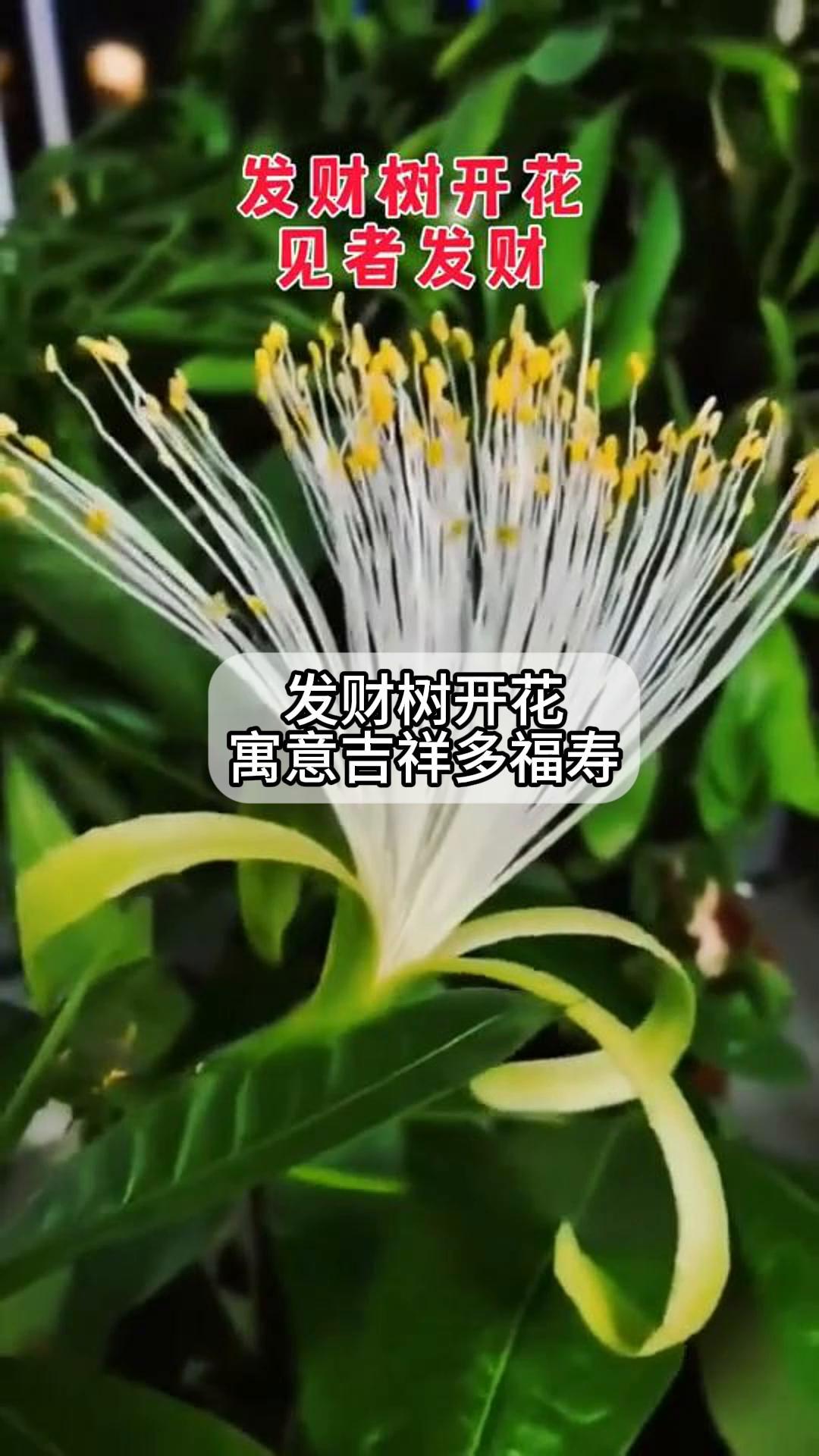 发财树开花的寓意图片