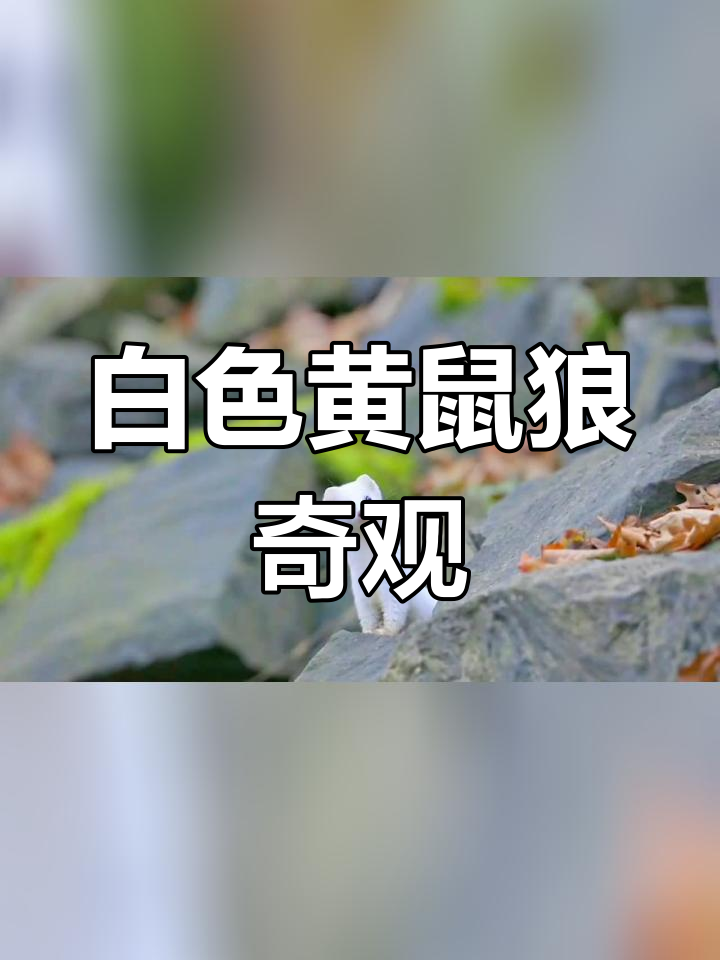 28天守候,罕见白色黄鼠狼现身