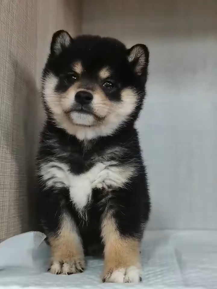 好东西除了贵点全是优点 精品黑色柴犬小母