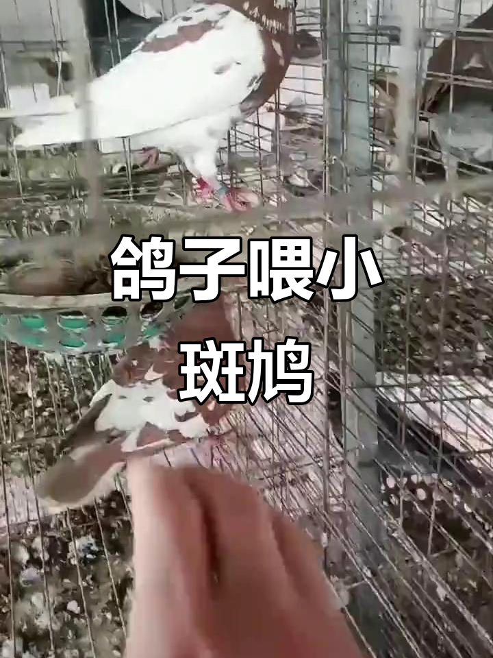 小斑鸠与鸽子的互动,野性十足的小生命