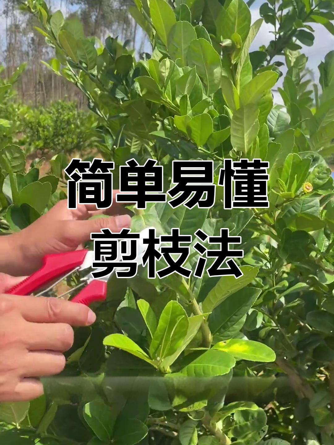 香水柠檬修剪技巧,轻松学会