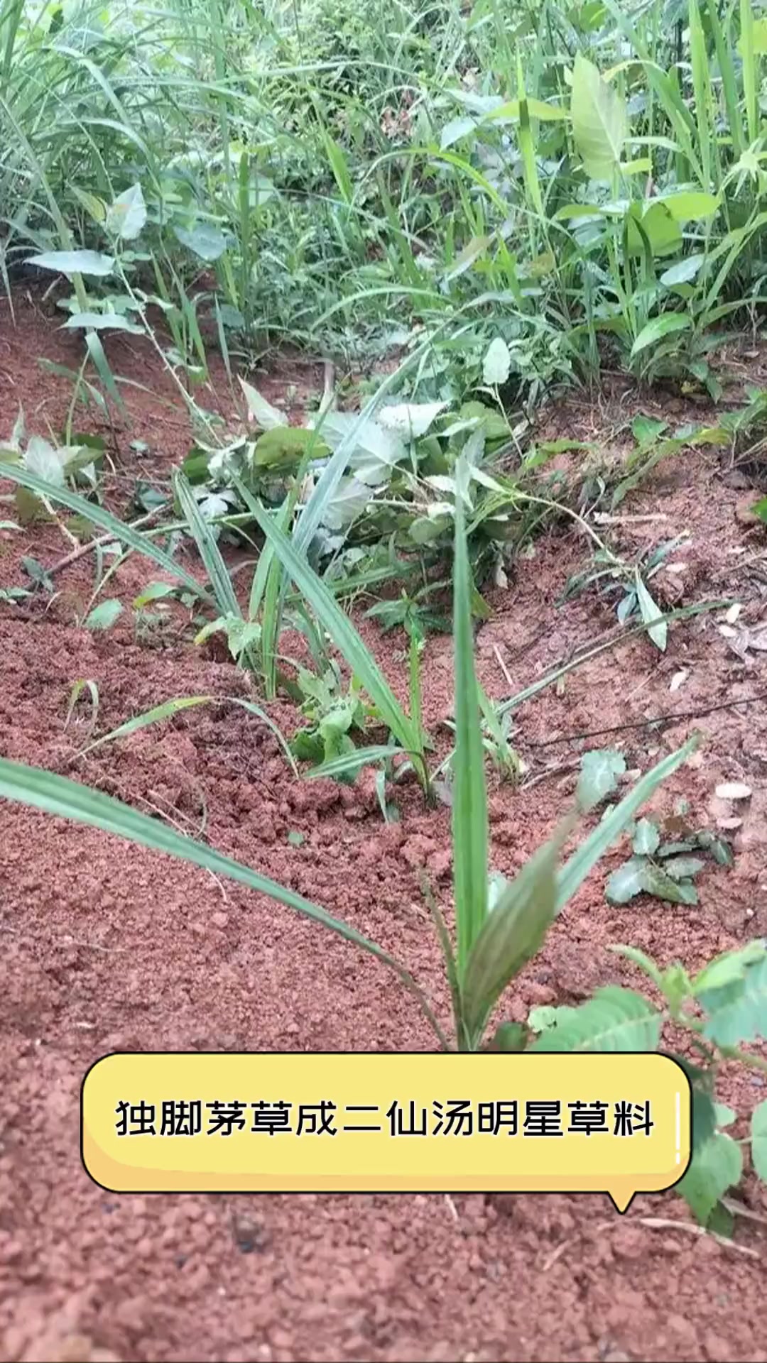 独脚茅草成二仙汤明星草料