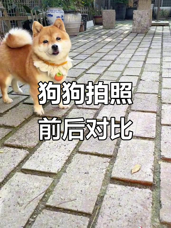 狗狗自拍瞬间变脸,表情搞笑让人忍俊不禁